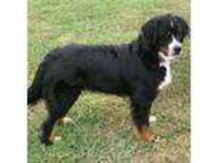 Bernese Mountain Dog Puppy for sale in Denison, TX, USA