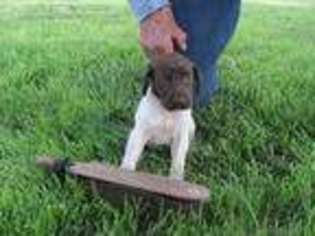 German Shorthaired Pointer Puppy for sale in Elm Creek, NE, USA