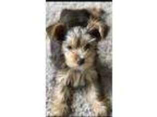 Yorkshire Terrier Puppy for sale in Hilliard, OH, USA