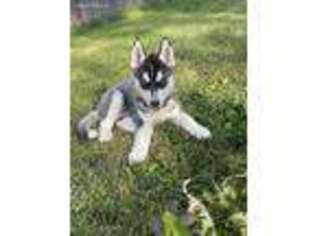 Siberian Husky Puppy for sale in Greenfield, WI, USA