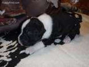 Boxer Puppy for sale in Everett, PA, USA