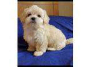 Maltese Puppy for sale in Staunton, VA, USA