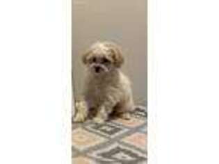 Cavachon Puppy for sale in Antigo, WI, USA