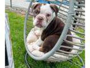 Olde English Bulldogge Puppy for sale in Carteret, NJ, USA