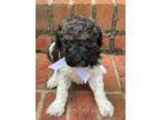 Mutt Puppy for sale in Moultrie, GA, USA