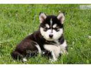 Siberian Husky Puppy for sale in Reading, PA, USA