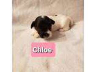 Havanese Puppy for sale in Wasco, CA, USA
