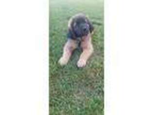 Leonberger Puppy for sale in Berlin, WI, USA