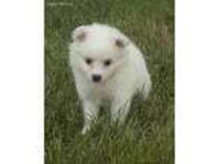 American Eskimo Dog Puppy for sale in Corsica, SD, USA