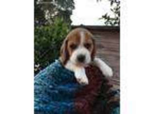 Beagle Puppy for sale in Modesto, CA, USA