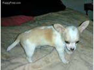 Chihuahua Puppy for sale in Brockton, MA, USA