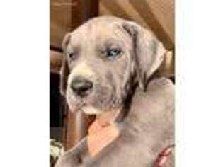 Great Dane Puppy for sale in Hemet, CA, USA