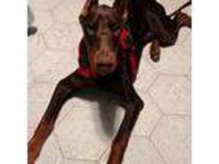 Doberman Pinscher Puppy for sale in Bronx, NY, USA