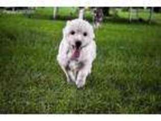 Medium Photo #1 West Highland White Terrier Puppy For Sale in Park Rapids, MN, USA