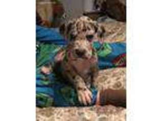 Great Dane Puppy for sale in Pascoag, RI, USA