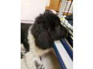 Newfoundland Puppy for sale in Manistee, MI, USA