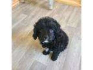 Cavapoo Puppy for sale in Raleigh, NC, USA