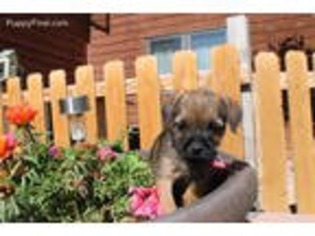 Border Terrier Puppy for sale in Helena, MT, USA
