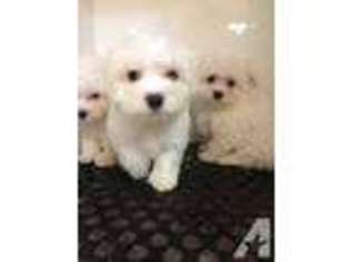 Maltese Puppy for sale in SPOKANE, WA, USA