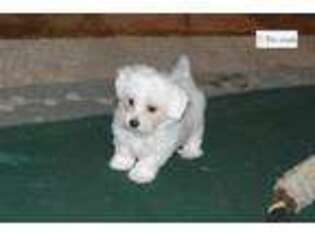 Coton de Tulear Puppy for sale in Springfield, MO, USA