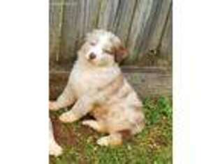 Australian Shepherd Puppy for sale in Warner Robins, GA, USA