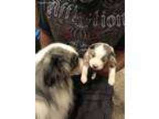 Miniature Australian Shepherd Puppy for sale in Piketon, OH, USA