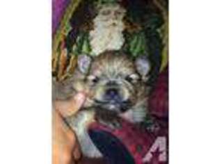 Pomeranian Puppy for sale in SIMI VALLEY, CA, USA
