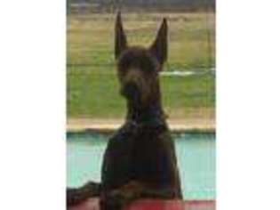 Doberman Pinscher Puppy for sale in Pilot Point, TX, USA