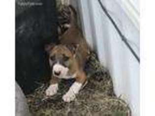Bull Terrier Puppy for sale in Priddy, TX, USA