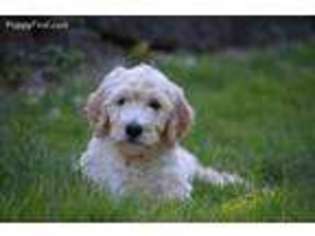 Goldendoodle Puppy for sale in Medicine Lodge, KS, USA