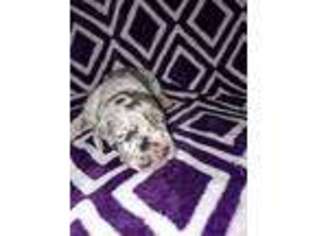 Great Dane Puppy for sale in Montgomery, TX, USA