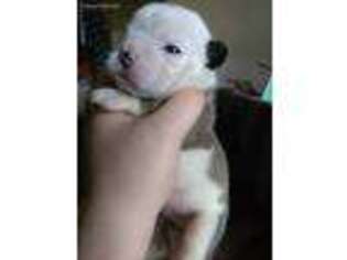 Bulldog Puppy for sale in Duvall, WA, USA
