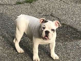 Bulldog Puppy for sale in COVINA, CA, USA