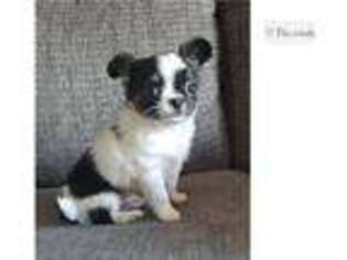 Chihuahua Puppy for sale in Fort Wayne, IN, USA