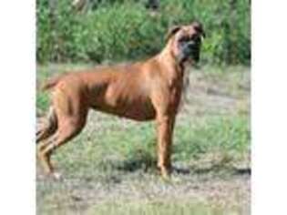Boxer Puppy for sale in Olden, TX, USA