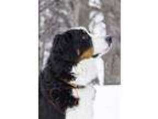 Bernese Mountain Dog Puppy for sale in Hanska, MN, USA