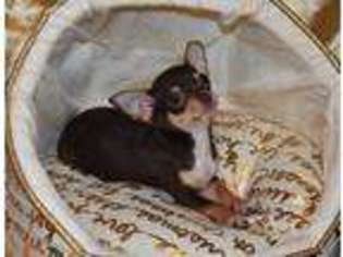 Chihuahua Puppy for sale in Goldsboro, NC, USA