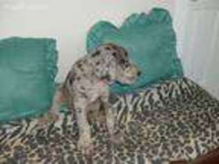 Great Dane Puppy for sale in Warren, AR, USA