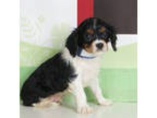 Cavalier King Charles Spaniel Puppy for sale in Penns Creek, PA, USA