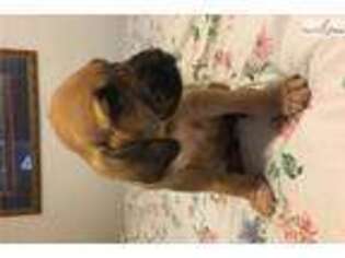 Bloodhound Puppy for sale in Charlotte, NC, USA