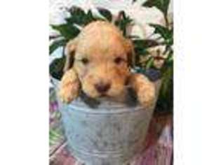 Labradoodle Puppy for sale in La Coste, TX, USA