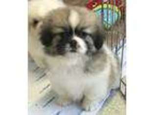 Tibetan Spaniel Puppy for sale in Emmett, MI, USA