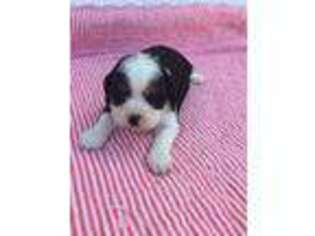 Cavachon Puppy for sale in Maynard, MN, USA