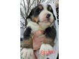 Bernese Mountain Dog Puppy for sale in Shippensburg, PA, USA