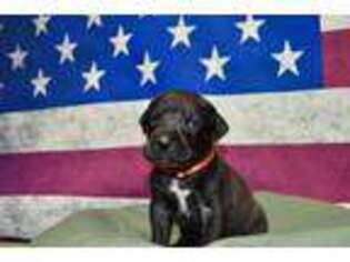 Great Dane Puppy for sale in Delta Junction, AK, USA