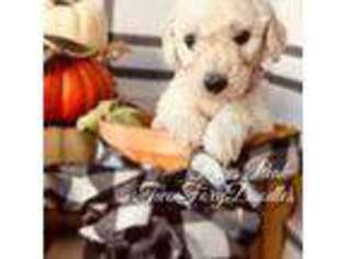 Goldendoodle Puppy for sale in Aurora, CO, USA