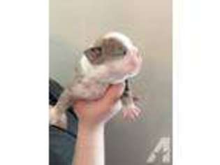 Olde English Bulldogge Puppy for sale in ALBION, NY, USA