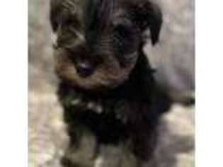 Mutt Puppy for sale in Jefferson, OR, USA