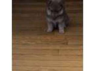 Pomeranian Puppy for sale in Woburn, MA, USA