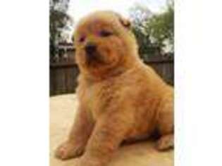 Chow Chow Puppy for sale in Sacramento, CA, USA